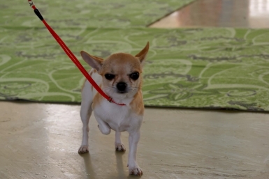 На пожаре в Нижнем Новгороде погибли 200 собак чихуахуа