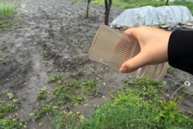 Стакан крупы вместо 100 кг компоста: рассыпаю даже после дождя - почва словно пушок ИА UssuMedia
