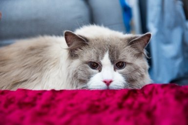 кот, кошка, котики, животные домашние Илья Аверьянов, ИА PrimaMedia.ru