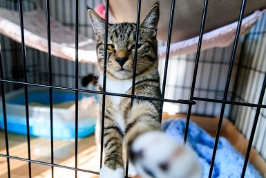 центр УМКА, защитники животных, кот, кошка Евгений  Кулешов, ИА PrimaMedia