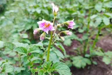 Картофель Автора