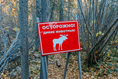 Плывущего лося сняли рядом с туристами в "Лосином острове"