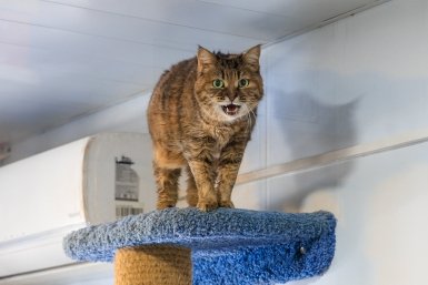 кошка Евгений  Кулешов, ИА PrimaMedia