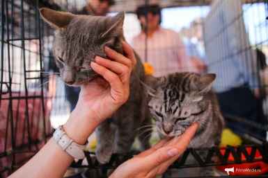 Ласки много не бывает. Коты на одной из выставок-раздач во Владивостоке Алина Новикова, ИА PrimaMedia