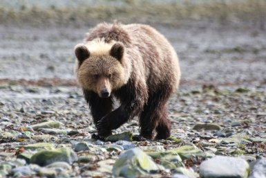 Комендантский час ввели на Алтае после гибели туристки от лап медведя