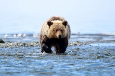 Медведь насмерть загрыз пенсионерку в Красноярском крае