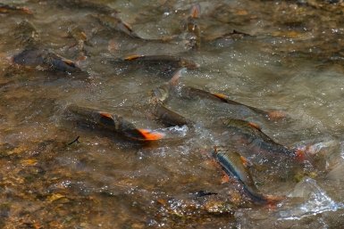 Минэкологии выявило признаки загрязнения пруда в Серпухове сточными водами