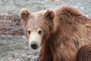 Число бурых медведей в Подмосковье выросло почти вдвое