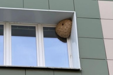 Осиное гнездо появилось у детской поликлиники канал МАХ &quotНепростой Свободный&quot (18+)