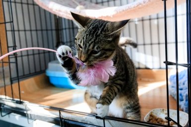 В Москве нашли детей, забивших камнями кота и несколько птиц
