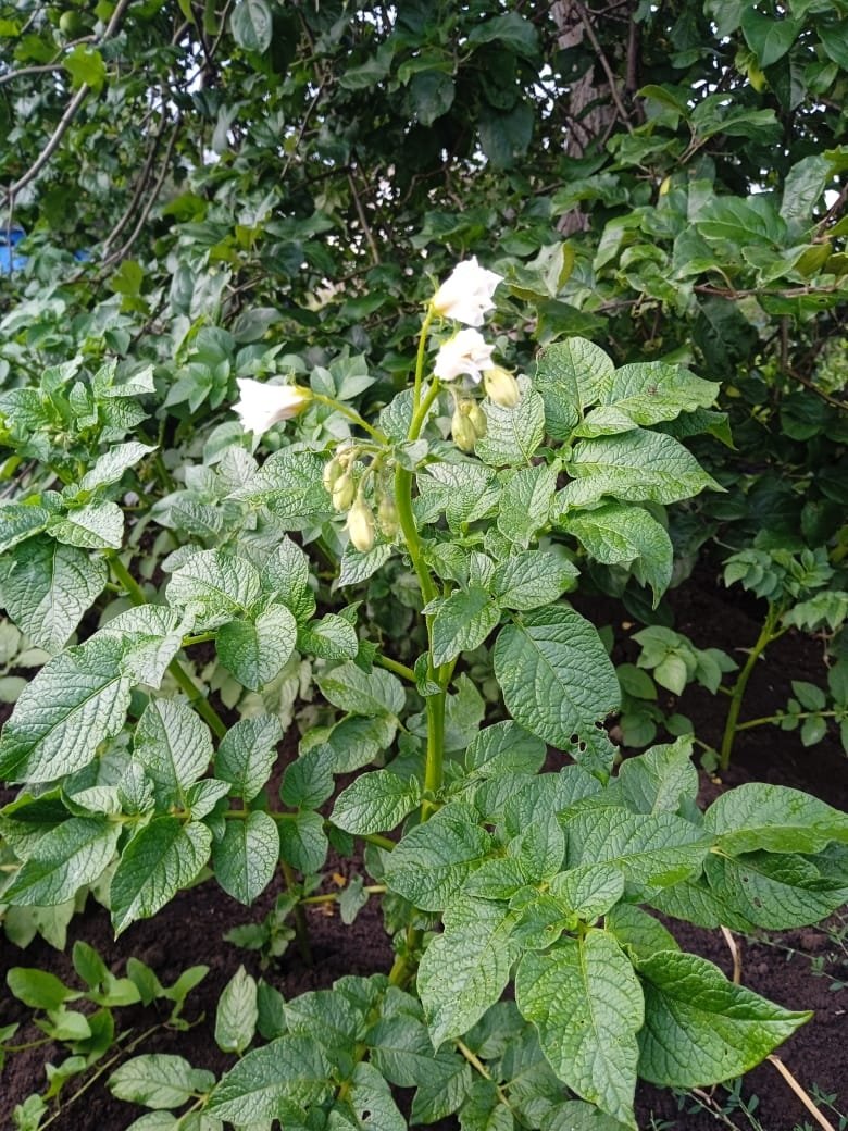 Пока картошка цветет - обязательно: 2 действия в июле для крупных клубней: урожай мешками ИА StolicaMedia