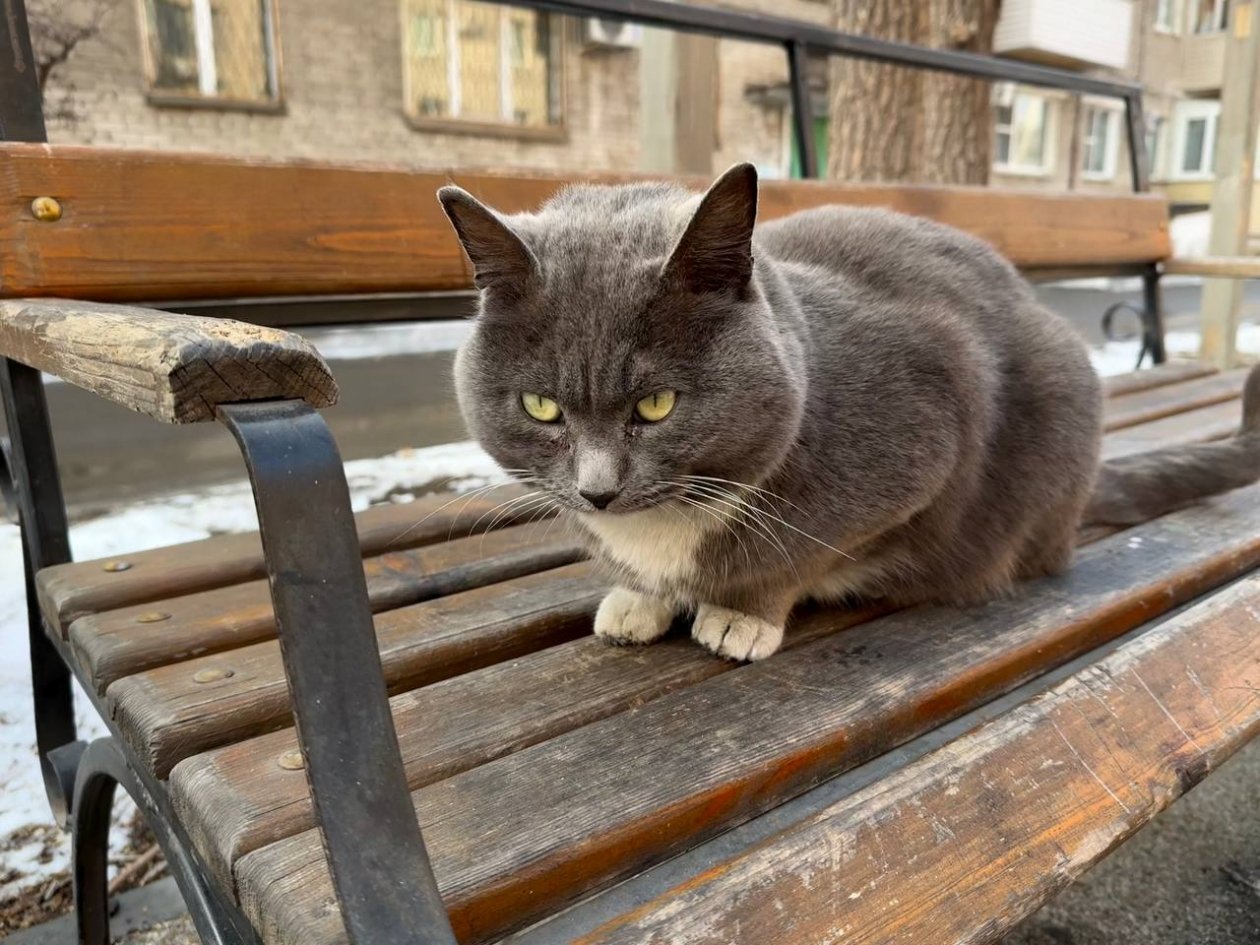 Кот, лавочка, двор Кудрявцева Марина, ИА UssurMedia