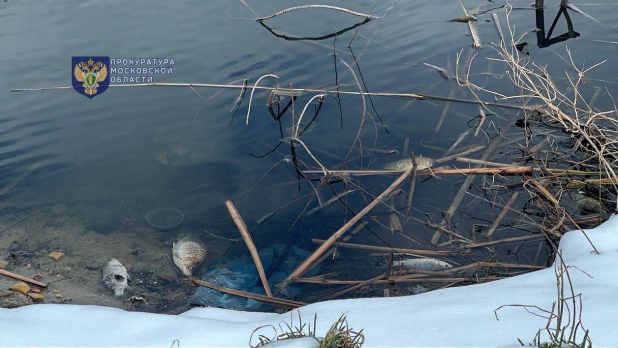 Уголовное дело возбуждено после гибели рыбы на 6 млн рублей в Балашихе t.me/mosoblproc