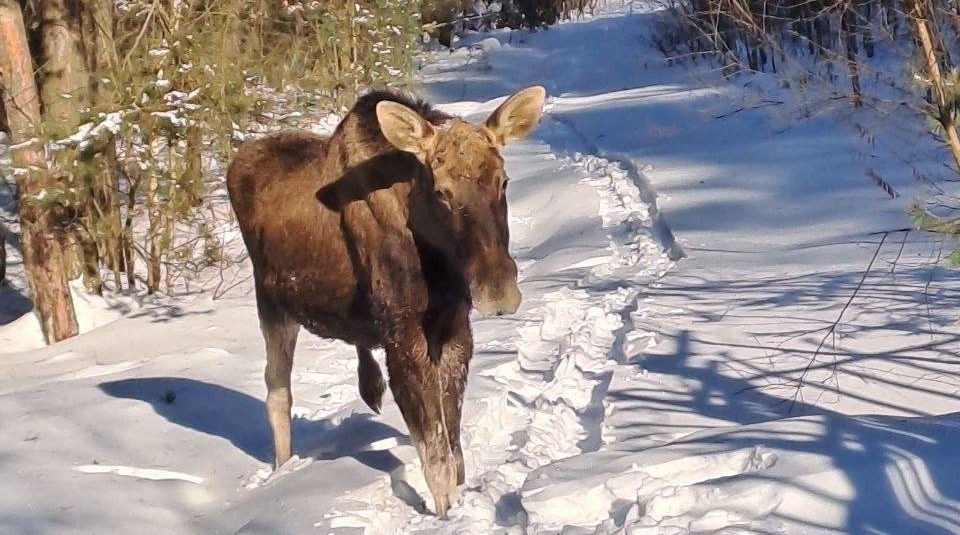 Тематическое фото Telegram / Нацпарк &quotЛосиный остров&quot