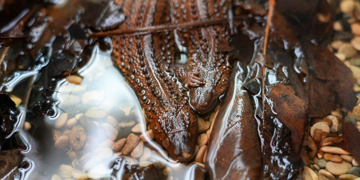 безухий варан https://www.mos.ru/