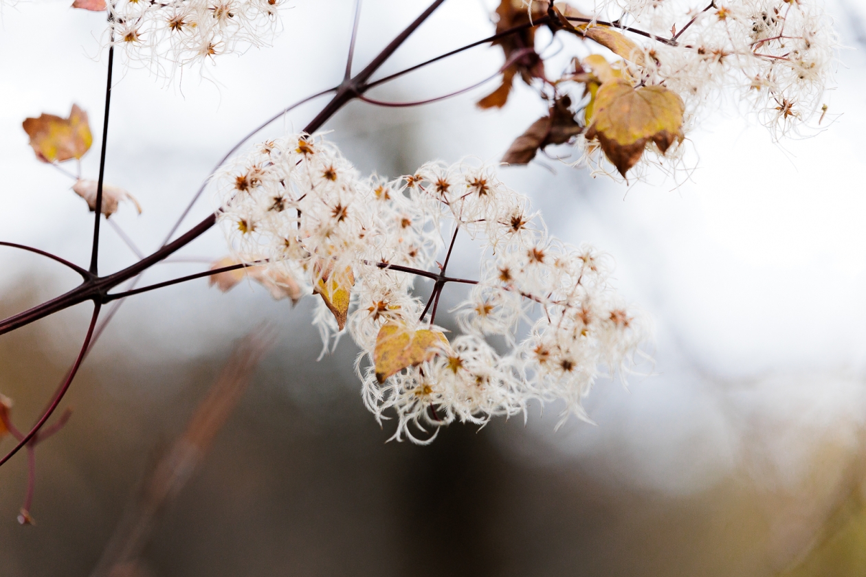 цветение Евгений Кулешов, ИА PrimaMedia