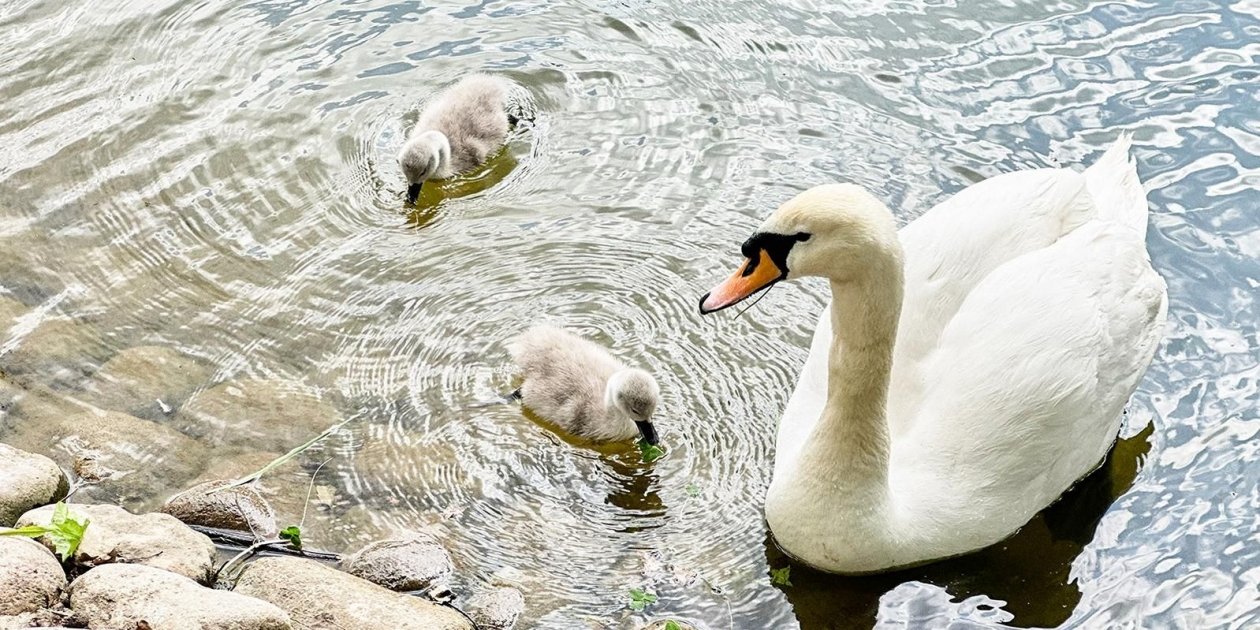 Лебедь-шипун https://www.mos.ru/