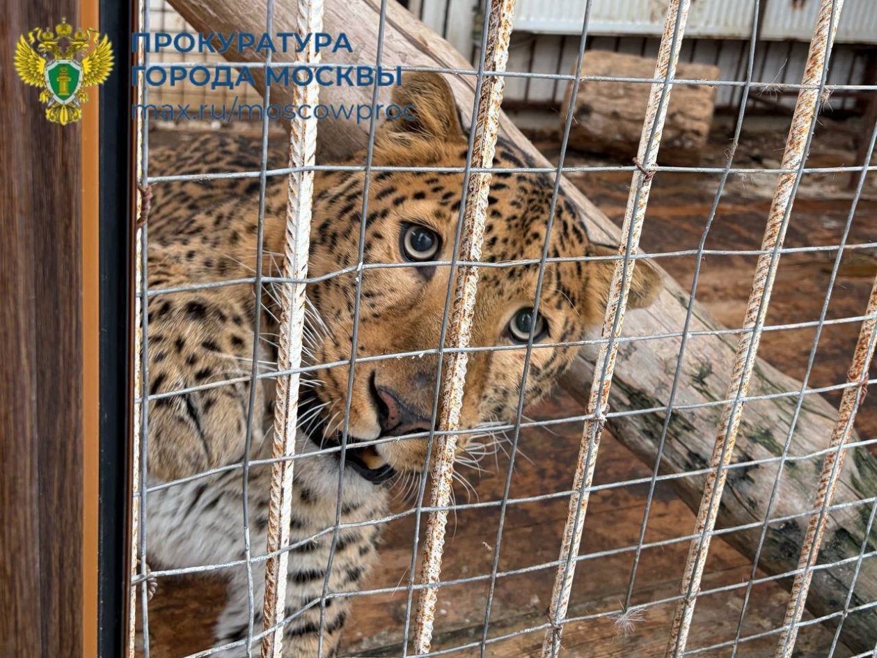 Животные Телеграм-канал &quotПрокуратура Москвы&quot