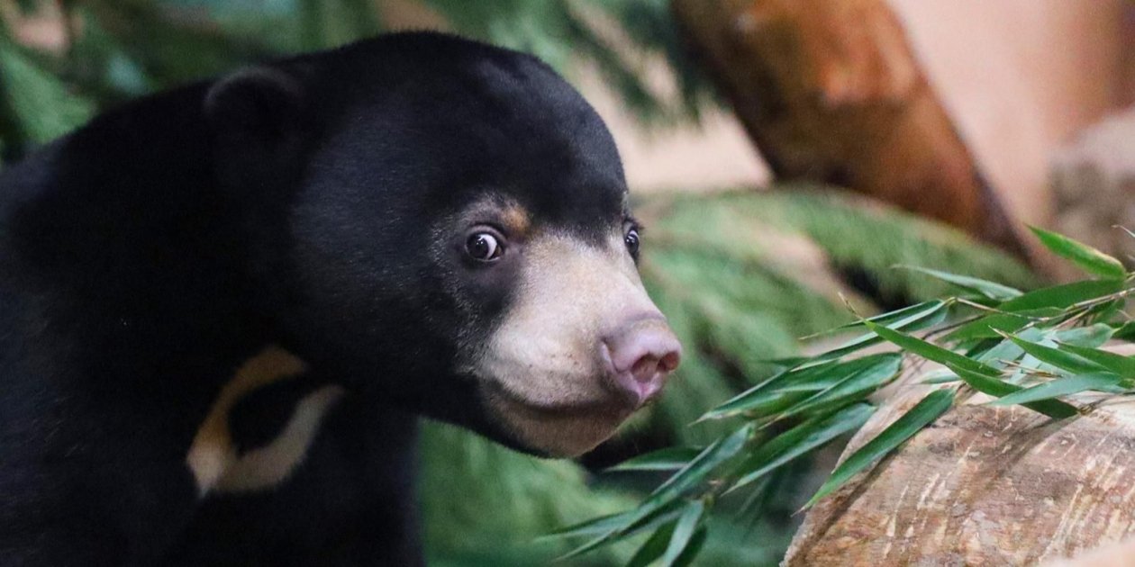 Животные https://www.mos.ru/