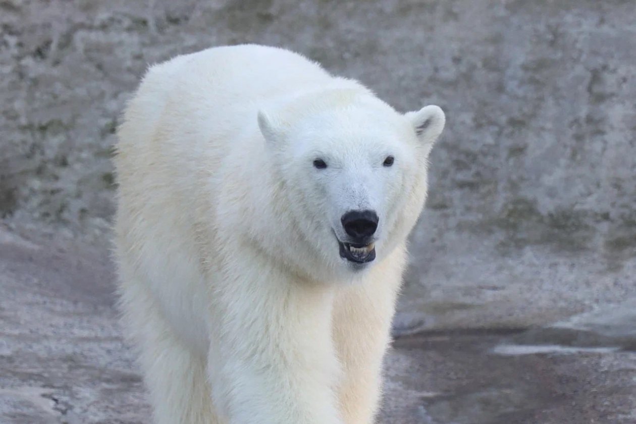 Белый медведь Телеграм-канал Светланы Акуловой