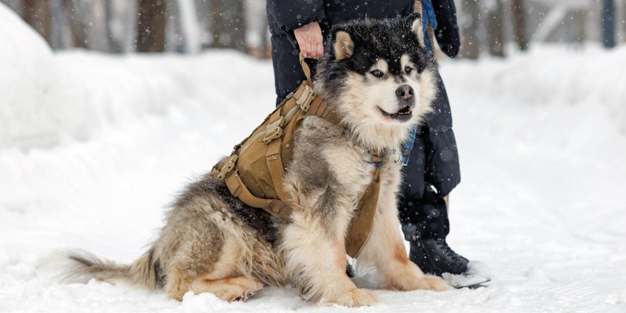 Собака https://www.mos.ru/