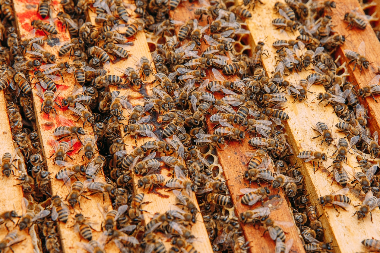 пчелы, соты, пасека, мед Мария Смитюк, ИА PrimaMedia