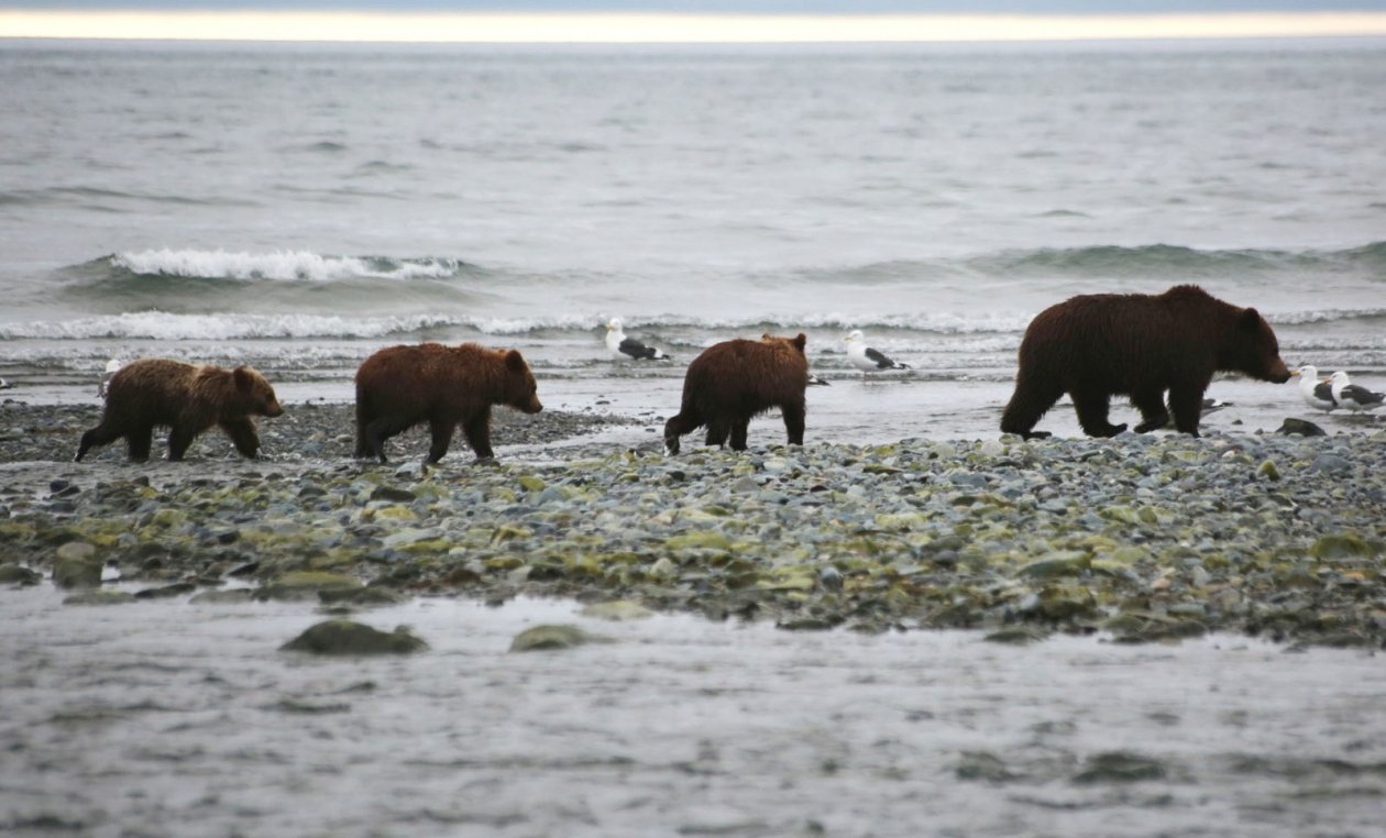 Особенно опасна встреча с медведицей,  охраняющей медвежат Чёрный Игорь, MagadanMedia.ru