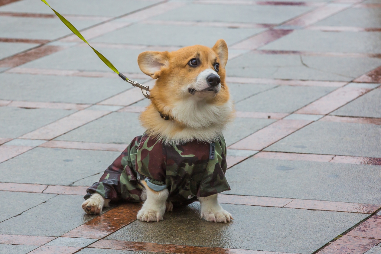 Дождь и мокрый снег ожидают москвичей Мария Смитюк, ИА PrimaMedia
